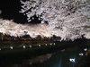 野川の桜ライトアップ(19)