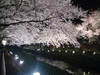 野川の桜ライトアップ(20)