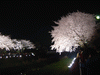野川の桜ライトアップ(21)