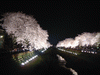 野川の桜ライトアップ(27)