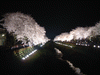 野川の桜ライトアップ(28)