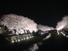 野川の桜ライトアップ(29)