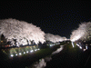 野川の桜ライトアップ(30)