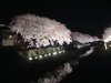 野川の桜ライトアップ(31)