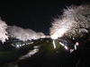 野川の桜ライトアップ(33)