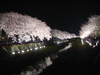 野川の桜ライトアップ(34)