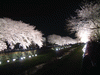 野川の桜ライトアップ(35)