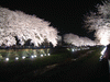 野川の桜ライトアップ(36)