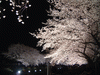 野川の桜ライトアップ(40)