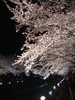 野川の桜ライトアップ(41)