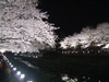 野川の桜ライトアップ(48)