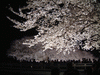 野川の桜ライトアップ(51)