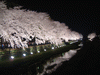 野川の桜ライトアップ(53)