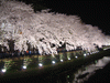 野川の桜ライトアップ(54)