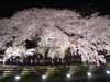 野川の桜ライトアップ(56)