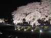 野川の桜ライトアップ(57)