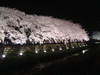 野川の桜ライトアップ(59)