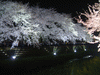 野川の桜ライトアップ(62)