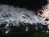 野川の桜ライトアップ(63)