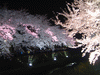 野川の桜ライトアップ(66)