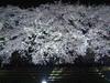 野川の桜ライトアップ(67)