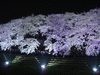野川の桜ライトアップ(70)