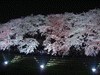 野川の桜ライトアップ(71)