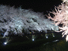 野川の桜ライトアップ(72)
