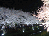 野川の桜ライトアップ(73)