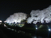 野川の桜ライトアップ(74)