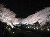 野川の桜ライトアップ(76)