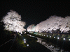 野川の桜ライトアップ(79)