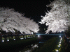 野川の桜ライトアップ(80)