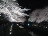 野川の桜ライトアップ(83)