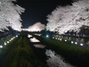 野川の桜ライトアップ(85)