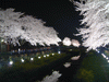 野川の桜ライトアップ(87)