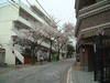 港南桜道の桜(2)