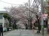 港南桜道の桜(8)
