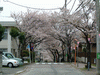 港南桜道の桜(10)