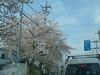 国道1号線・不動坂で見かけた桜