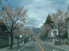 武田神社へ向かう道の桜(1)