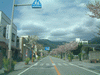 武田神社へ向かう道の桜(3)