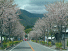 武田神社へ向かう道の桜(4)