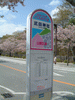 武田神社バス停と桜(2)