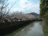 武田神社(16)