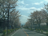 武田神社へ向かう道の桜(5)