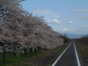 富士山と桜のコラボレーション／釜無川サイクリングロード(1)