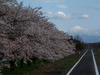 富士山と桜のコラボレーション／釜無川サイクリングロード(2)