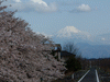 富士山と桜のコラボレーション／釜無川サイクリングロード(4)