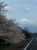富士山と桜のコラボレーション／釜無川サイクリングロード(5)